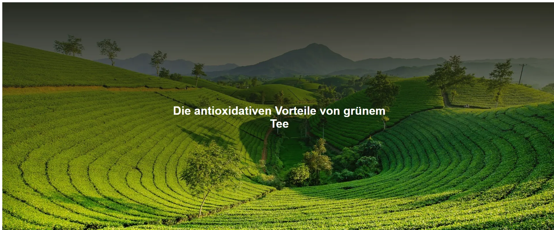 Die antioxidativen Vorteile von grünem Tee